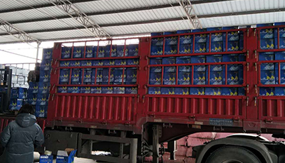 苦蕎啤酒市場(chǎng)活動(dòng)